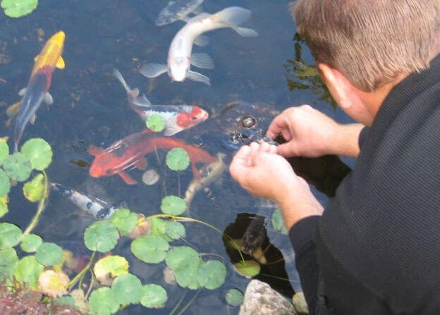 feeding fish in pond